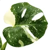 Monstera "Thai-Constellation" - vzorovaný okenný list - Náhľad obrázku produktu 5