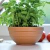 A potted basil plant sits on a windowsill, with tomatoes blurred in the background. Anteprima dell’immagine prodotto