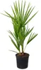 Bloomique - Chamaerops Humilis - Europäische Zwergpalme - Produktbild-Vorschau 1