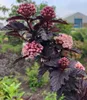 BALDUR Garten 1x Physocarpus Fasanenspiere 'Panther®', Produktbild-Vorschau 2