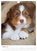 Australian Shepherds (Wandkalender 2027 DIN A4 hoch), Produktbild-Vorschau 5