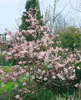 Magnolia stellata 'Rosea', Sternmagnolie, rosa Blüten, Produktbild-Vorschau 13