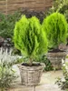 Thuja orientalis 'Aurea Nana', Lebensbaum, goldgelb, 30–40 Produktbild-Vorschau 7