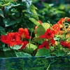 Kapuzinerkresse Samen (Tropaeolum majus) - Farbenprächtige, Produktbild-Vorschau 5