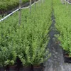 Invicta Stachelbeerenstrauch - Busch Produktbild-Vorschau 3