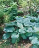 Hosta sieboldiana, Blaublatt-Funkie, ca. 11x11 cm Topf, Produktbild-Vorschau 4