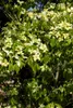 Cornus kousa chinensis 'Schmetterling', Blumen-Hartriegel, Produktbild-Vorschau 9