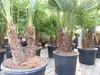 Trachycarpus Fortunei Gruppe mehrstämmig Palme, winterhart Produktbild-Vorschau 3
