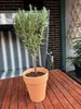 Rosmarin Mini-Stamm - Rosmarinus officinalis Stämmchen - Produktbild-Vorschau 1