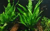 Aquarium Pflanze Microsorum pteropus Javafarn Produktbild-Vorschau 1