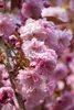 Prunus subhirtella 'Accolade', Zierkirsche, rosa Blüten, Produktbild-Vorschau 3