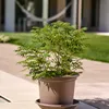 Vaso da fiori GEO marrone grigio in plastica d25x19cm Anteprima dell’immagine prodotto 5