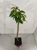 Prunus avium 'Rainier', Gelber Kirschbaum, Höhe 100cm, 5 Produktbild-Vorschau 4