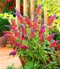 A close-up shot of a flowering plant with pink and purple blossoms in a garden setting. Produktbild-Vorschau