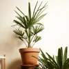 Bloomique - 2er Set - Trachycarpus Fortunei - Chinesische Produktbild-Vorschau 2