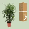 Rhapis excelsa 120 cm, średnica 27 cm – palma Lady Palm, Podgląd zdjęcia produktu 3