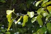 SAFLAX Anzucht Set - Bengalische Würgefeige - Ficus Produktbild-Vorschau 8