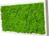 Moosbild mit echtem Islandmoos (weiß 100x35 cm) Produktbild-Vorschau 1