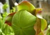 SAFLAX  - Sarracenia - 10 semi - Sarracenia Anteprima dell’immagine prodotto 9