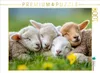 CALVENDO Puzzle Schafe | 1000 Teile Lege-Größe 64x48cm Produktbild-Vorschau 1