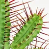 Euphorbia enopla - ostrolistá ostrica - malá rastlina v Náhľad obrázku produktu 2