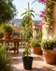 Pfirsichbaum Prunus persica ‘Precoce’ – früher Pfirsich, Produktbild-Vorschau 1