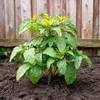 A young plant with green leaves is planted in dark soil, with a wooden fence in the background. Podgląd zdjęcia produktu