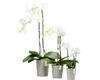 Orchideenvase Orchideentopf Ecopots Morinda Orchidee Produktbild-Vorschau 3