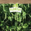 Wintererbse Sima |  Markerbsensamen von FLORTUS Produktbild-Vorschau 5