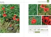 Der Schildkröten-Gärtner - Naturnahe Ernährung Europäischer Voir les images du produit 4