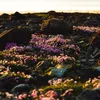 Bloomique - Zestaw 3 sztuk - Armeria Maritima Abbey Deep Podgląd zdjęcia produktu 5