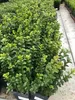 4 x Buxus sempervirens 25-30 cm - Drzewo bukszpanowe Podgląd zdjęcia produktu 2