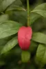 Euonymus alatus 'Compactus', Flügel-Spindelstrauch, 60–80 Produktbild-Vorschau 2