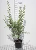 Spiraea vanhouttei - Spiraea nuziale 30- 40 cm - Anteprima dell’immagine prodotto 1