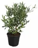 Olijfboom (Olea europaea), ongeveer 50 cm hoog – Echte Productafbeelding-voorbeeld 4