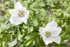 Rosa rugosa 'Alba', Kartoffelrose, weiß, 30–40 cm Produktbild-Vorschau 1
