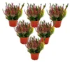 Calluna vulgaris Set mit 6 Pflanzen Besenheide Heidepflanze Produktbild-Vorschau 1