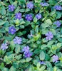 A close-up view of Vinca minor 'Blau' plants with purple flowers and green leaves. Produktbild-Vorschau