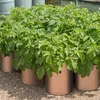 2 Stück Pflanztasche Kartoffel Tomaten Erdnüsse Gemüse Produktbild-Vorschau 6
