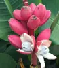 A close-up view of a bunch of pink bananas with some of them split open, revealing the white flesh inside, set against a backdrop of green leaves. Produktbild-Vorschau