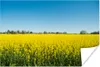 MuchoWow® Poster Ölsaat - Gelb - Frühling 180x120 cm - Produktbild-Vorschau 2