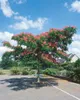 Albizia julibrissin 'Ombrella', Seidenbaum, 40–60 cm Produktbild-Vorschau 3