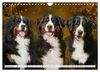 Berner Sennenhunde - Freunde für ein ganzes Leben Produktbild-Vorschau 12