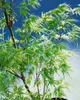 Acer palmatum 'Seiryu', Japanischer Ahorn, filigran, 60–80 Produktbild-Vorschau 6