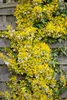 A close-up of a variegated plant with yellow and green leaves climbing on a wooden fence. Produktbild-Vorschau