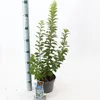 Prunus tomentosa - Filzkirsche | 35-40 cm im Topf Produktbild-Vorschau 3