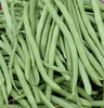 Dürr-Samen - Buschbohnen Delinel - Saatgut - 0309 Produktbild-Vorschau 5