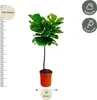 Ficus Lyrata – Figuier lyre – environ 130 cm de haut – Ø 24 Voir les images du produit 2