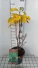 Amelanchier aln. 'Obelisk' - Amelanchier en conteneur 50- Voir les images du produit 1