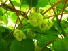Männliche Kiwi-Pflanze 'Bestäuber' im 1L Topf, winterhart, Produktbild-Vorschau 6